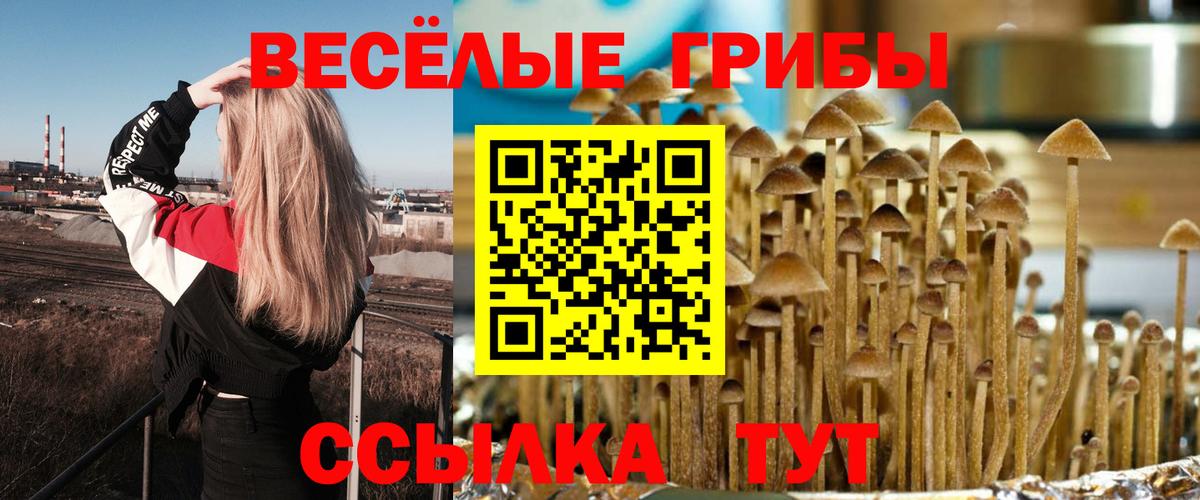 Северск  Псилоцибиновые грибы Psilocybine cubensis  Вход с VPN  Псилоцибиновые грибы Psilocybine cubensis 